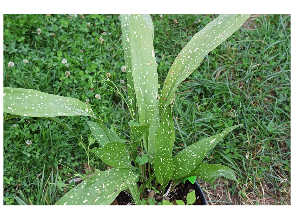 ASPIDISTRA DAIBUENSIS 'TOTALLY DOTTY'