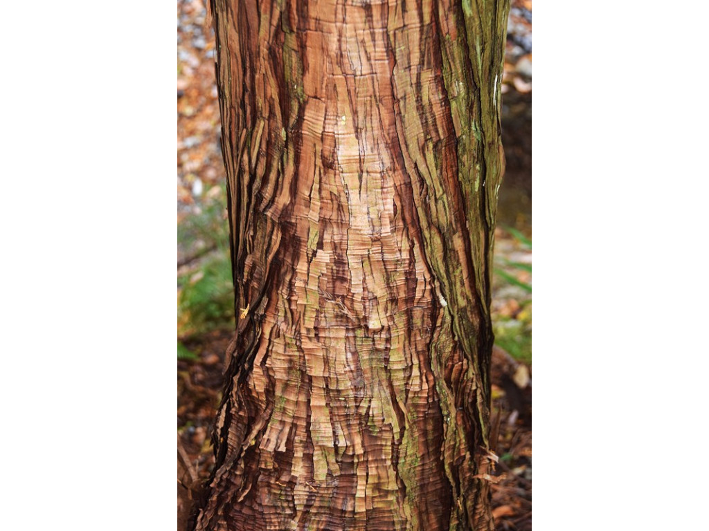 CHAMAECYPARIS OBTUSA