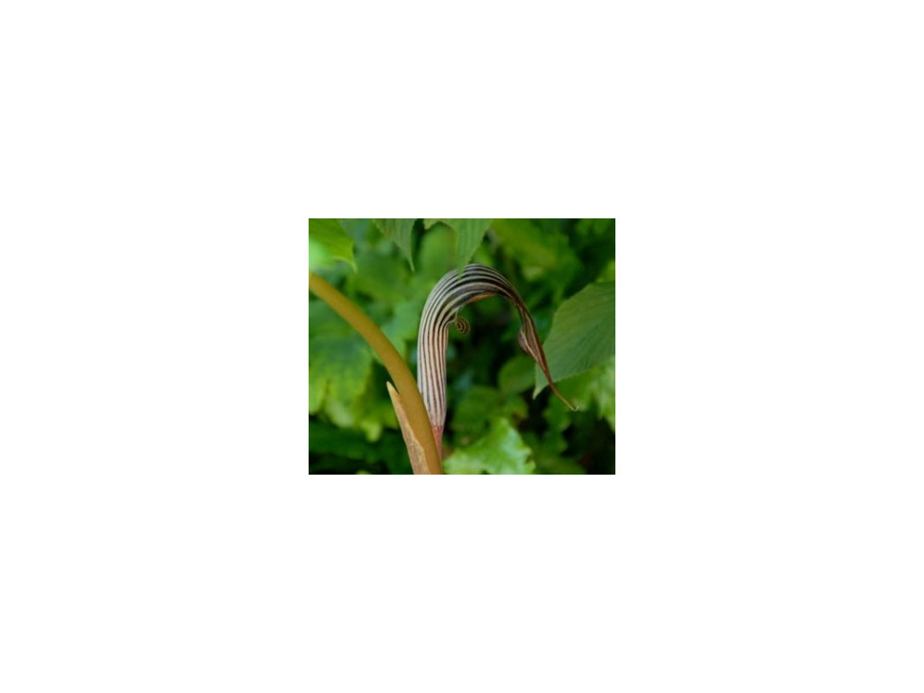 ARISAEMA FARGESII ARISAEMA FARGESII