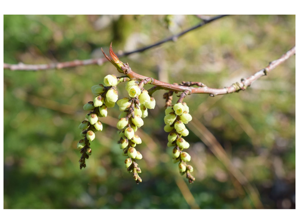 STACHYURUS PRAECOX var.MATSUZAKI STACHYURUS PRAECOX var.MATSUZAKI