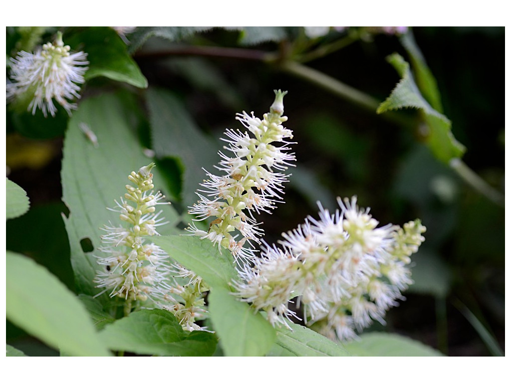 LEUCOSCEPTRUM JAPONICUM JP1278 LEUCOSCEPTRUM JAPONICUM JP1278