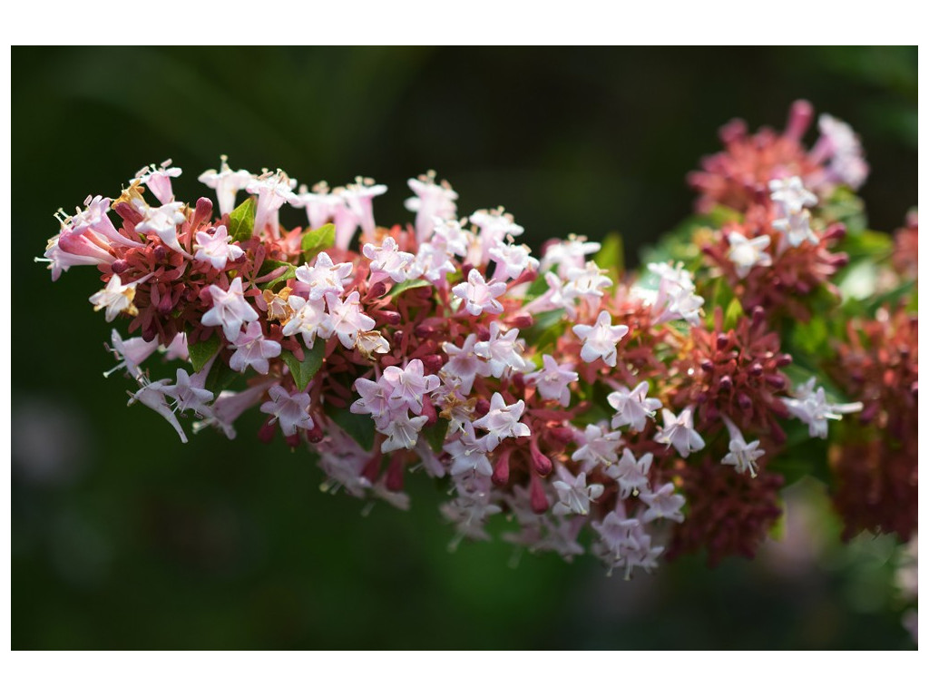 ABELIA ZANDERI ABELIA ZANDERI