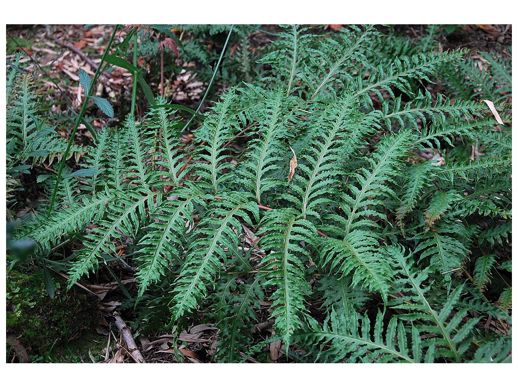 WOODWARDIA UNIGEMMATA WOODWARDIA UNIGEMMATA