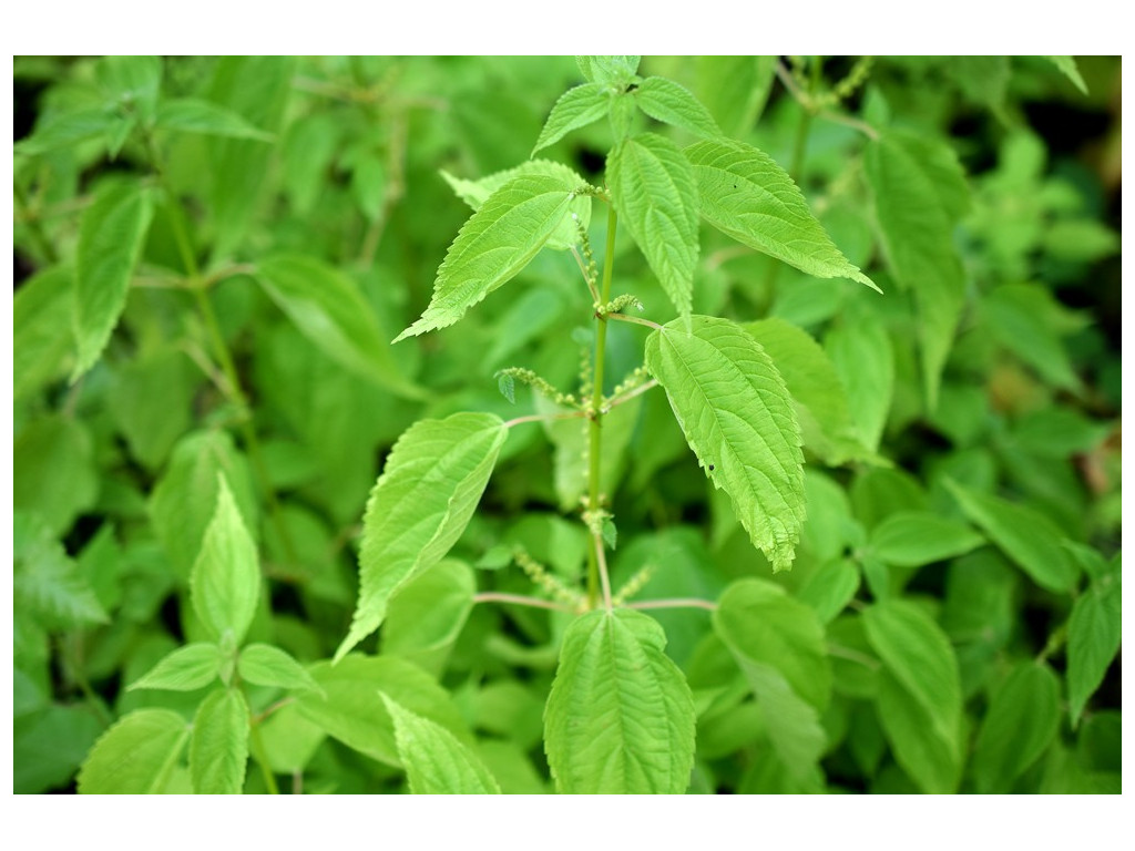 BOEHMERIA CYLINDRICA BOEHMERIA CYLINDRICA