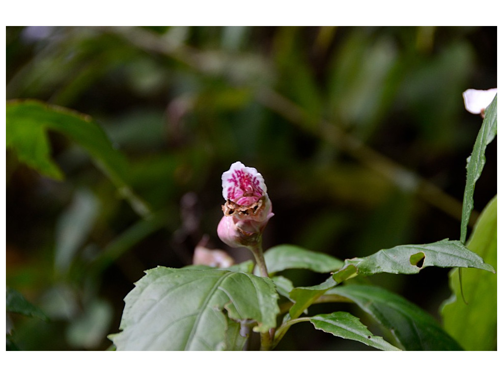 HEMIBOEA BICORNUTA CMBJP1523