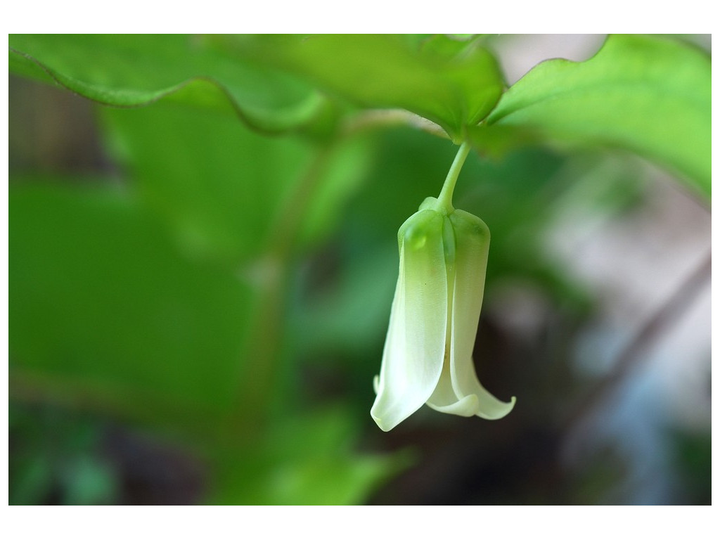 DISPORUM SMITHII DISPORUM SMITHII