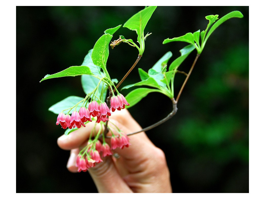 ENKIANTHUS CAMPANULATUS 'RED BELLS' ENKIANTHUS CAMPANULATUS 'RED BELLS'