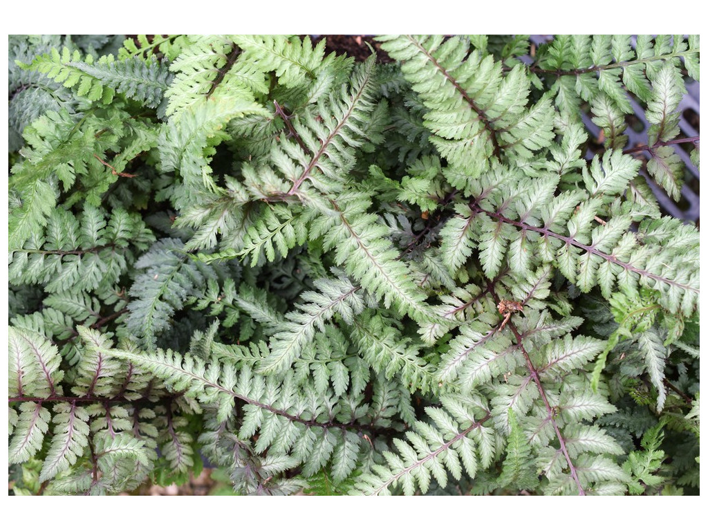 ATHYRIUM NIPONICUM 'REGAL RED' ATHYRIUM NIPONICUM 'REGAL RED'