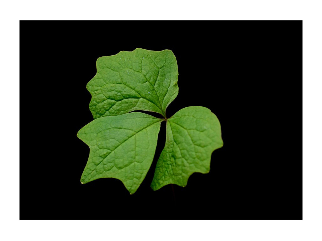 ACHLYS JAPONICA ACHLYS JAPONICA