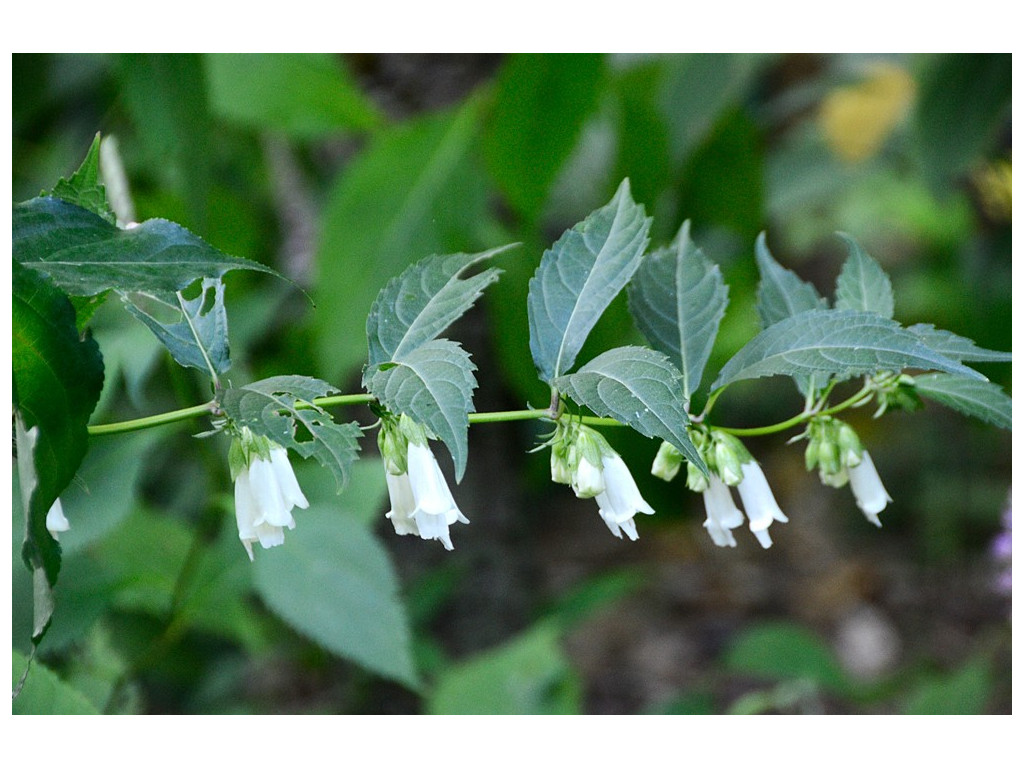 CHELONOPSIS MOSCHATA 'ALBA' CHELONOPSIS MOSCHATA 'ALBA'