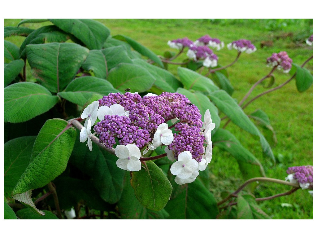 HYDRANGEA ASPERA var.VILLOSA HYDRANGEA ASPERA var.VILLOSA