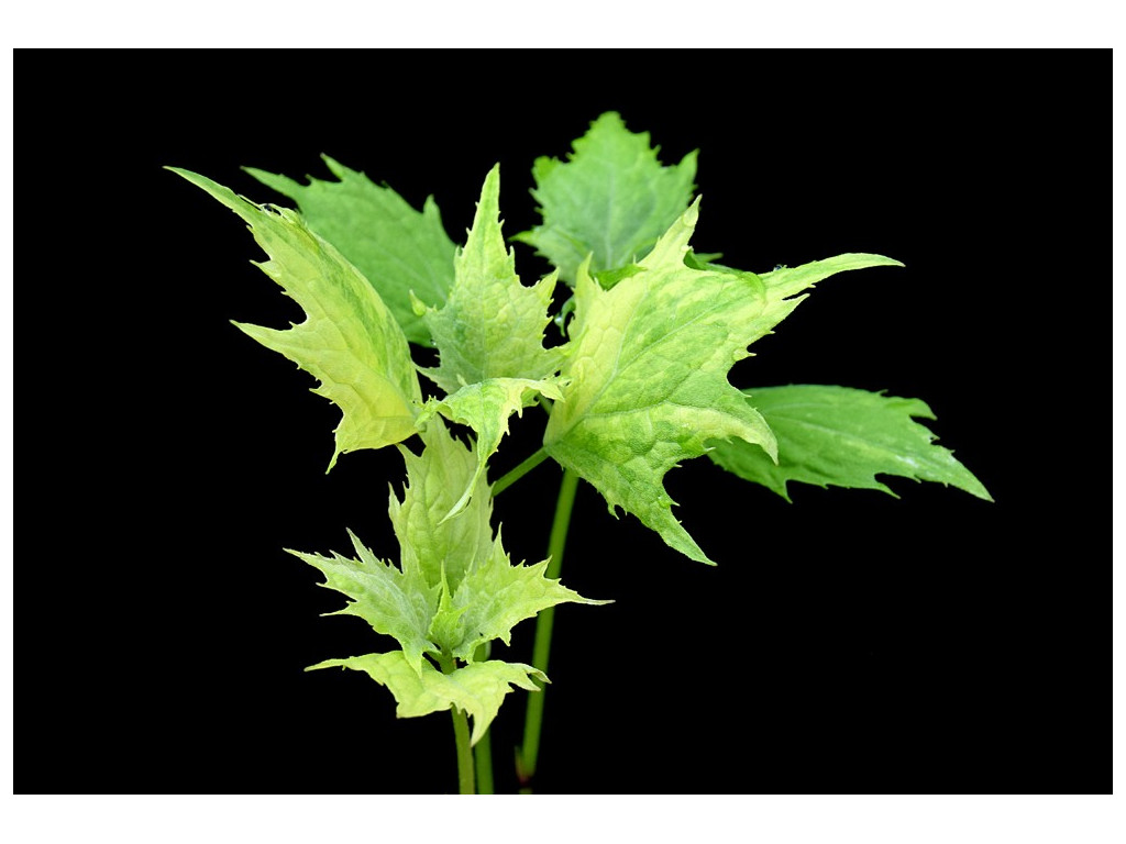 KIRENGESHOMA PALMATA 'KENKOU' KIRENGESHOMA PALMATA 'KENKOU'
