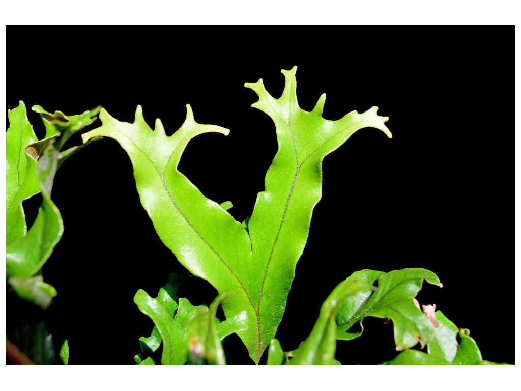 PYRROSIA LINGUA 'FUTABA SHISHI' PYRROSIA LINGUA 'FUTABA SHISHI'