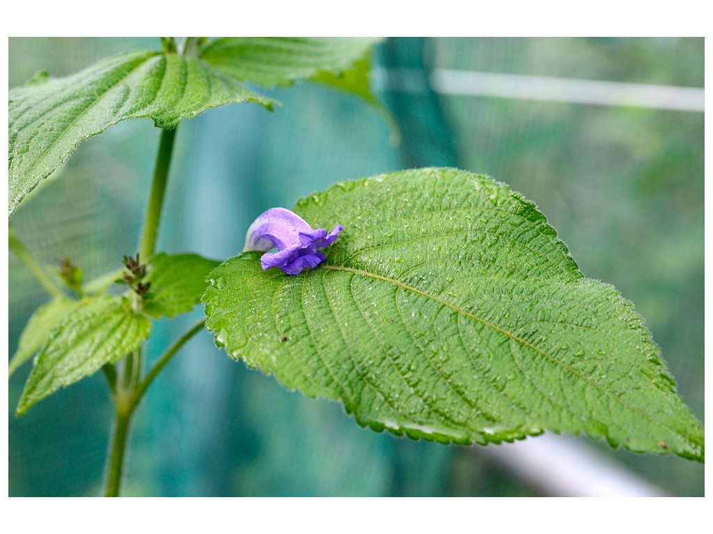 STROBILANTHES 'BLUE LIPS' STROBILANTHES 'BLUE LIPS'