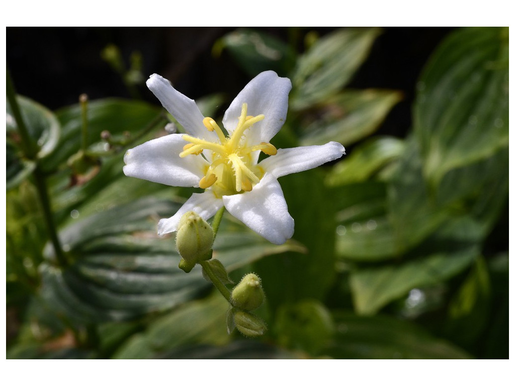 TRICYRTIS LASIOCARPA 'ALBA'