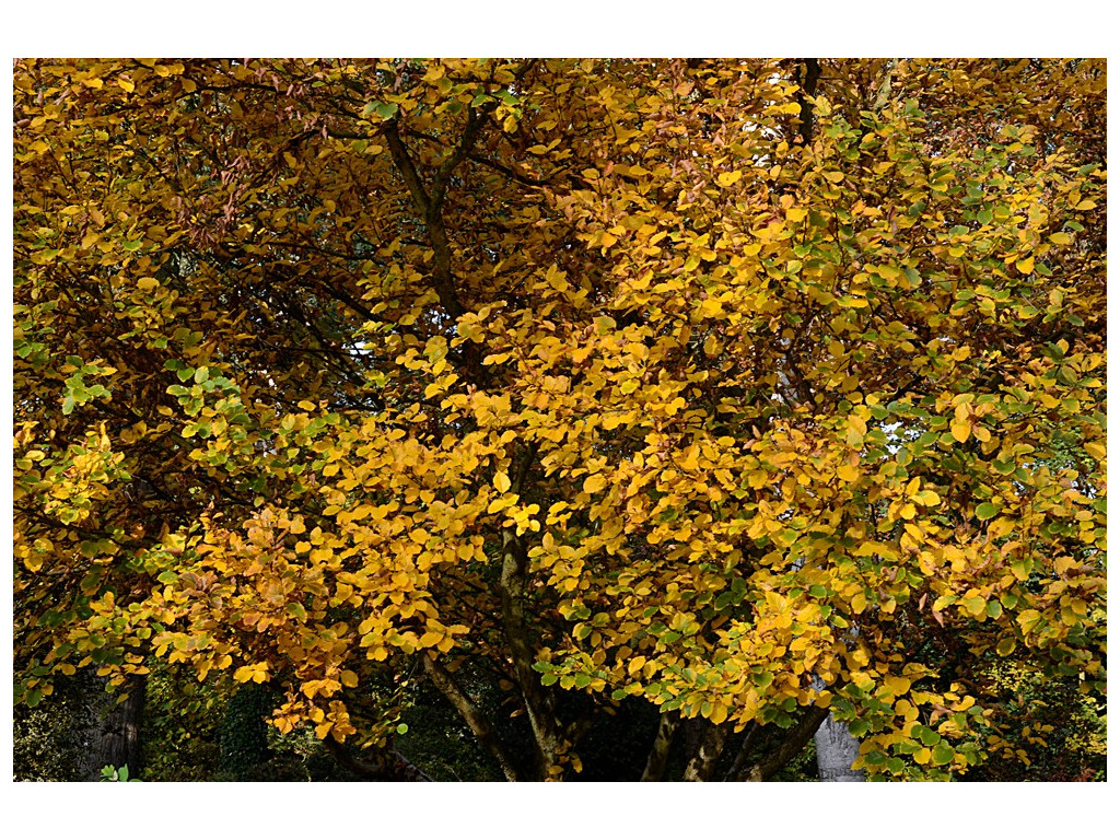 BETULA MEDWEDEWII 'GOLD BARK'