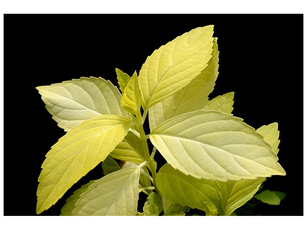 HYDRANGEA MACROPHYLLA 'YOFLOMA'