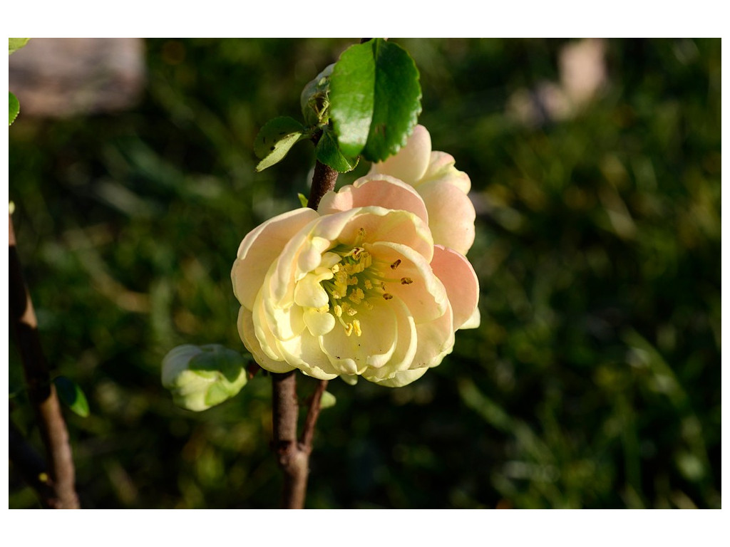 copy of CHAENOMELES SPECIOSA 'YUKIGOTEN'