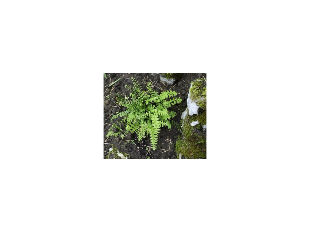 ADIANTUM PEDATUM 'IMBRICATUM' ADIANTUM PEDATUM 'IMBRICATUM'