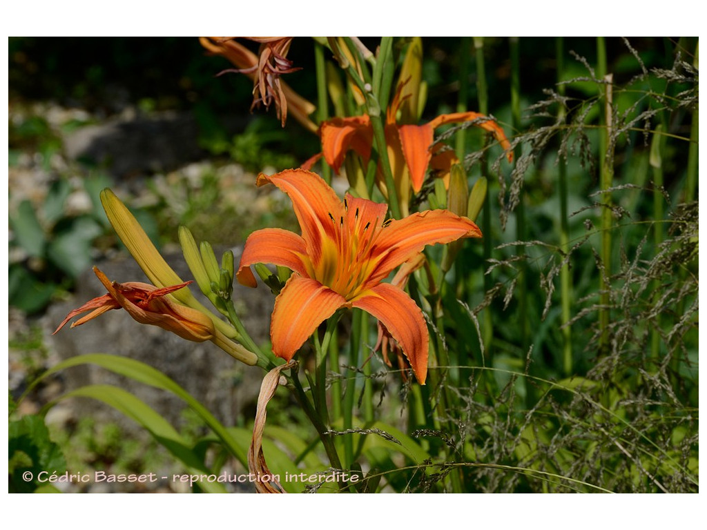HEMEROCALLIS FULVA CBCH851