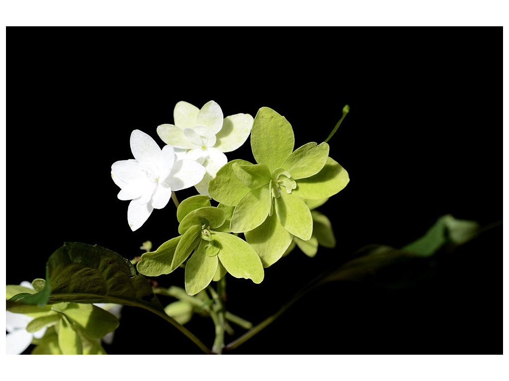 HYDRANGEA SERRATA 'SHIROFUJI'