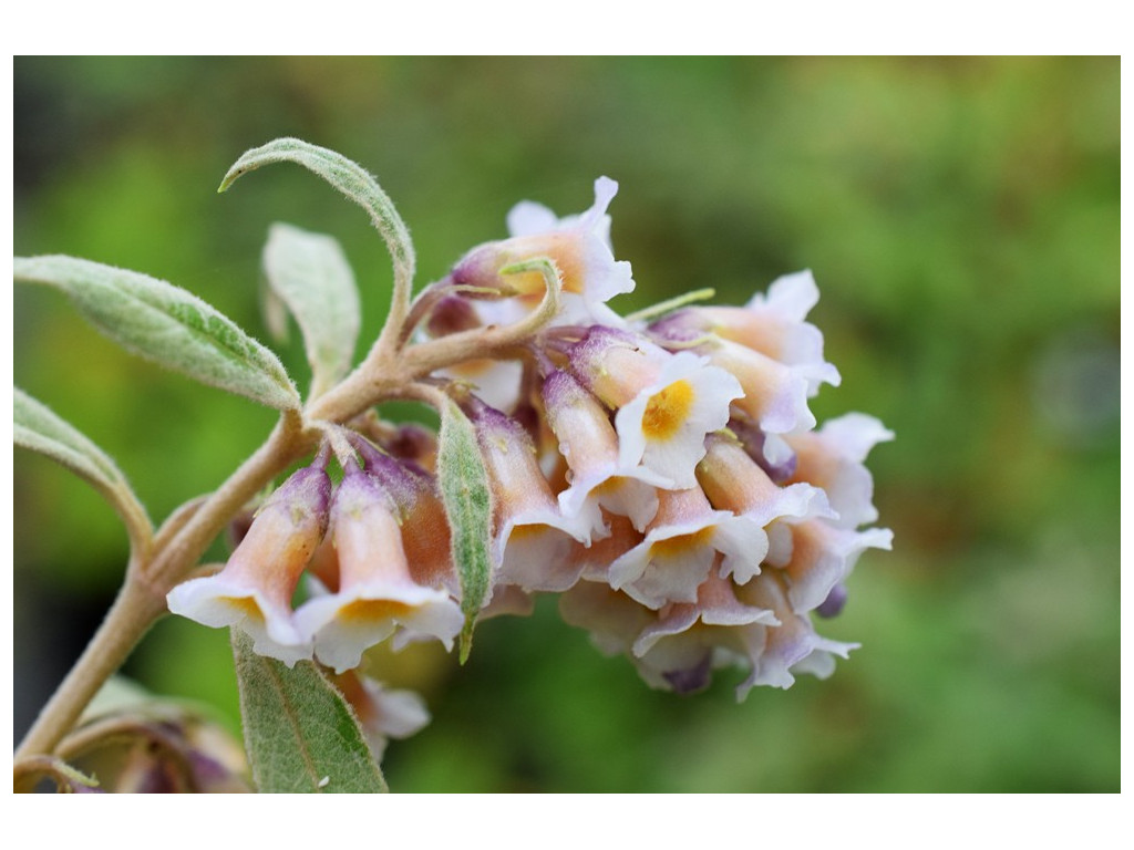 BUDDLEJA FORRESTII WO/8046 BUDDLEJA FORRESTII WO/8046