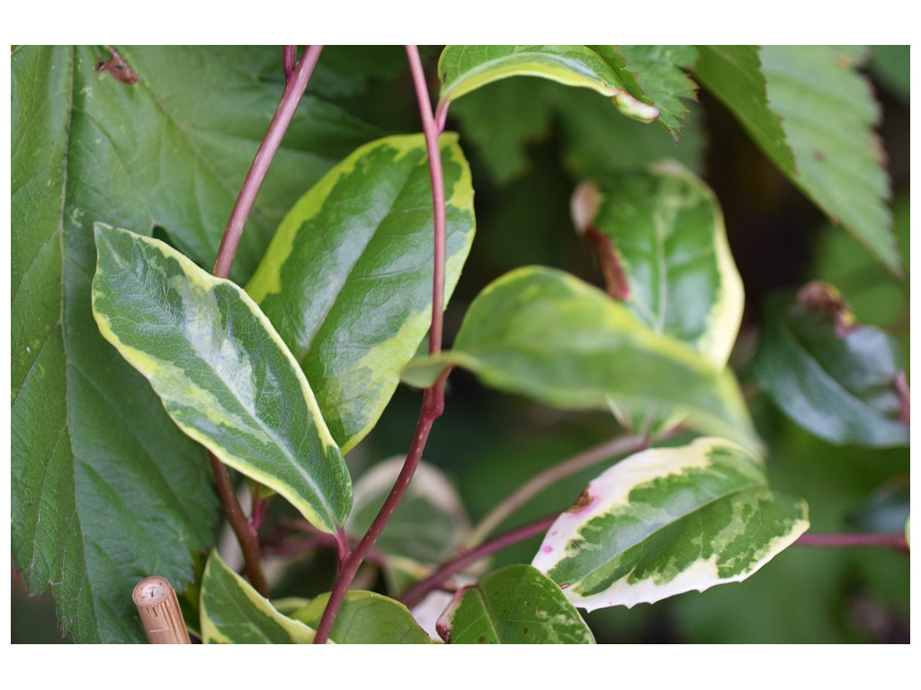 KADSURA JAPONICA 'FUKURIN'
