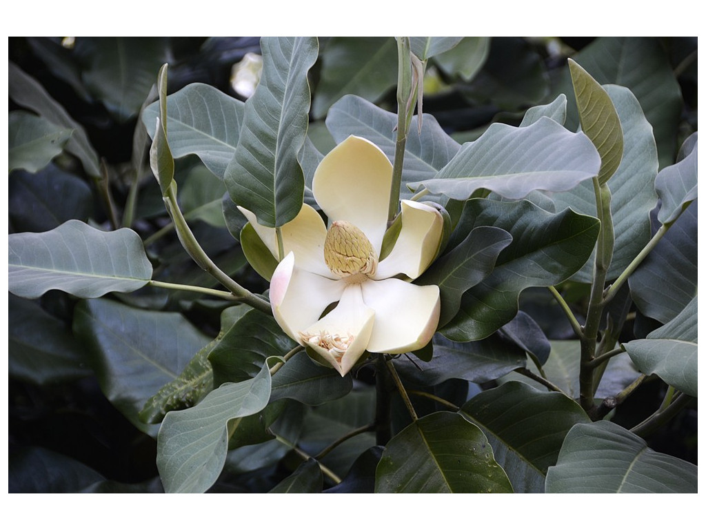 MAGNOLIA DELAVAYI