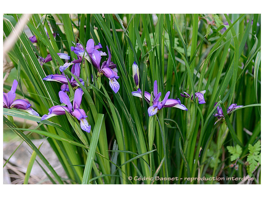 IRIS PONTICUM