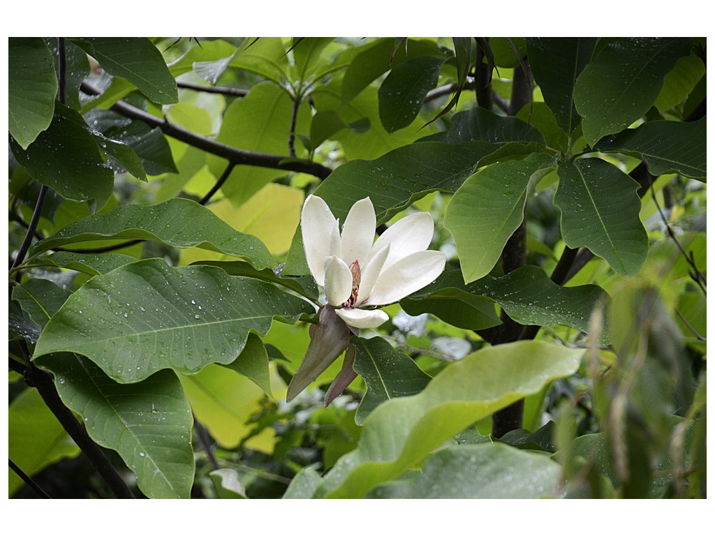 MAGNOLIA OBOVATA