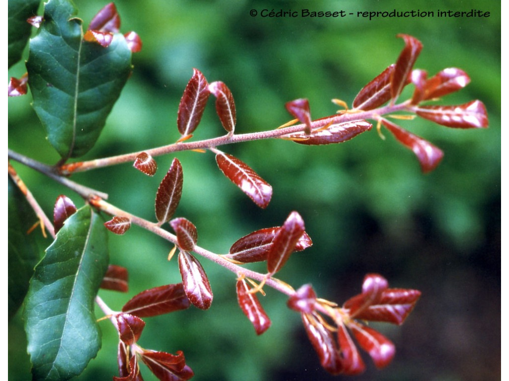 QUERCUS PHILLYREOIDES QUERCUS PHILLYREOIDES
