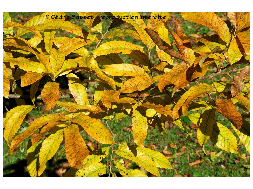 QUERCUS ACUTISSIMA QUERCUS ACUTISSIMA