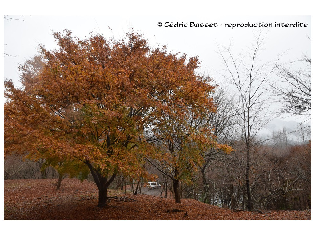 ACER PALMATUM, l'érable du Japon