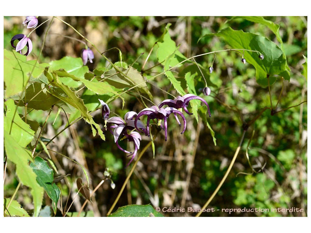 EPIMEDIUM ACUMINATUM 'NIGHT MISTRESS'