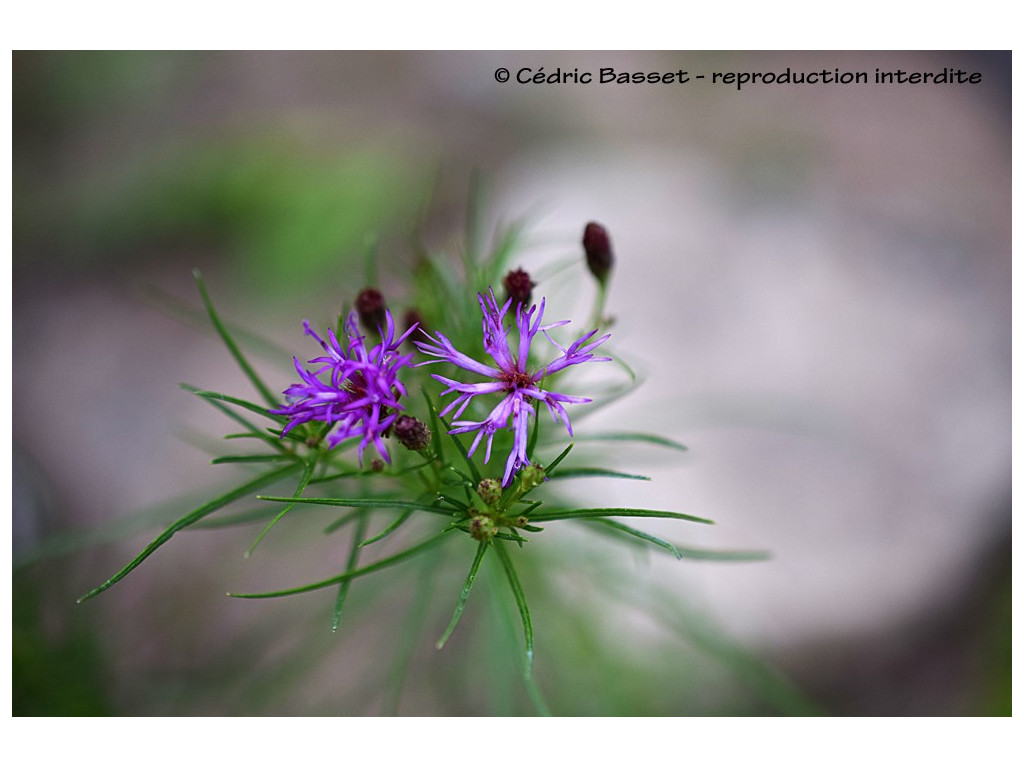 VERNONIA LETTERMANNII