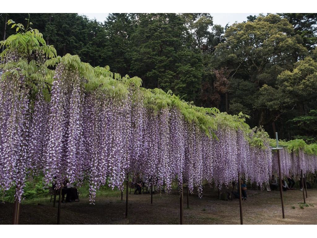WISTERIA FLORIBUNDA 'KYUSHAKU' WISTERIA FLORIBUNDA 'KYUSHAKU'