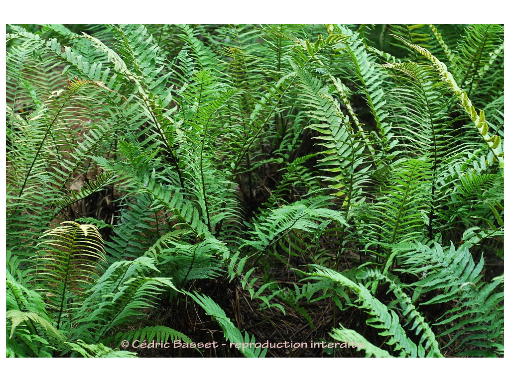 DRYOPTERIS CYCADINA DRYOPTERIS CYCADINA