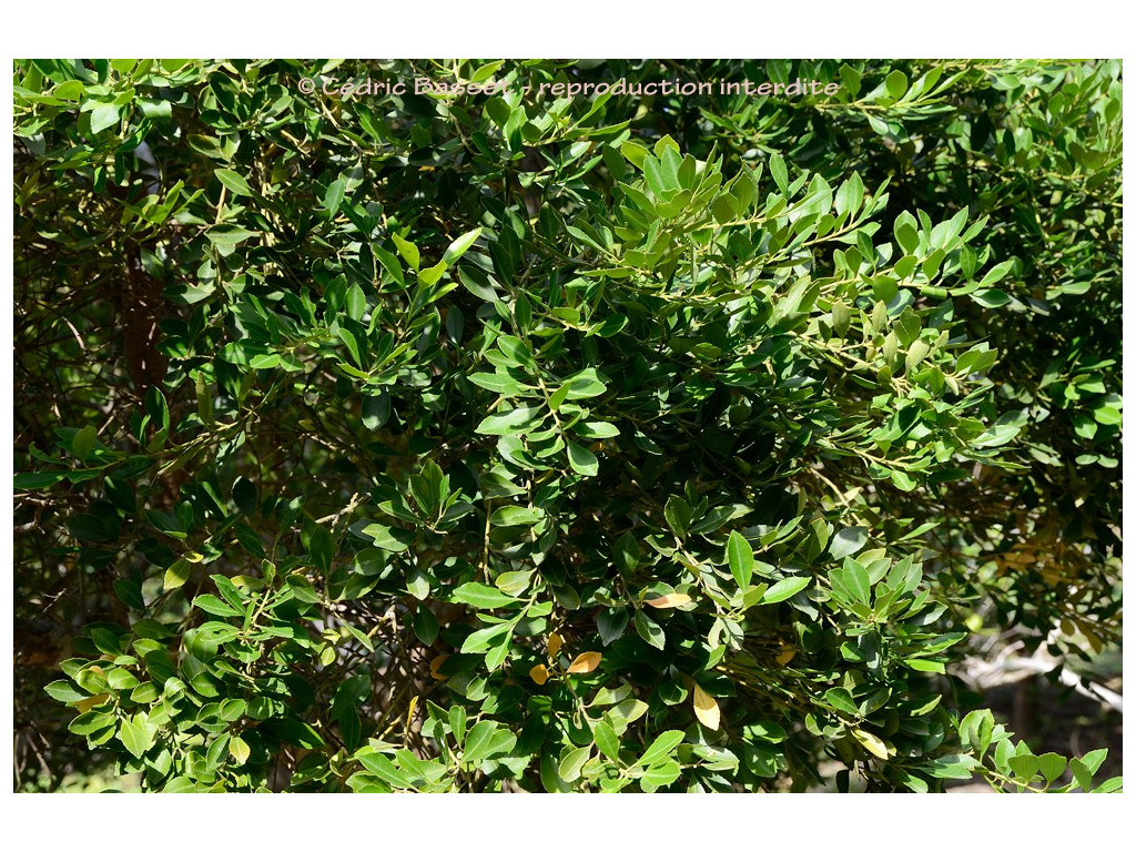 ILEX MAXIMOWICZIANA var.KANEHIRAE ILEX MAXIMOWICZIANA var.KANEHIRAE