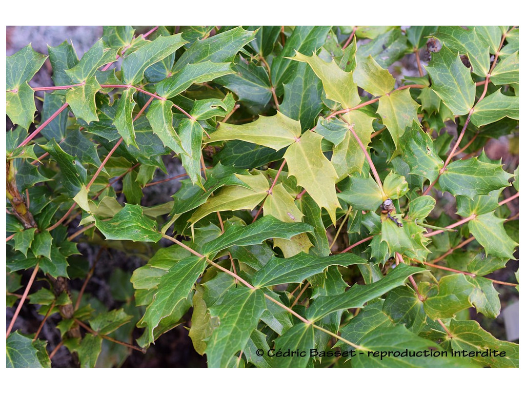 MAHONIA BODINIERI MAHONIA BODINIERI