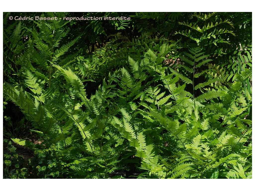 MATTEUCCIA ORIENTALIS MATTEUCCIA ORIENTALIS