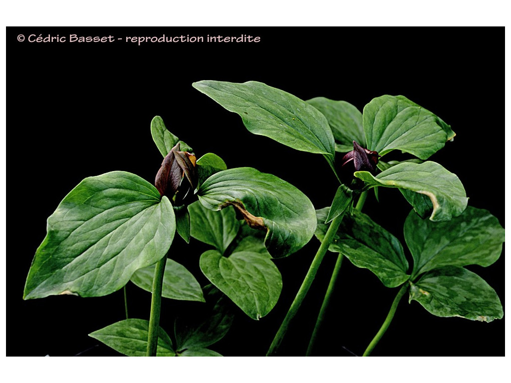 TRILLIUM RECURVATUM