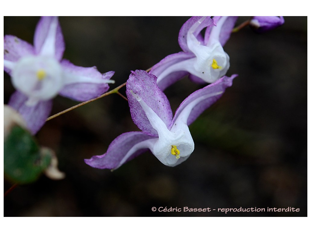 EPIMEDIUM OGISUI 'DIANE'