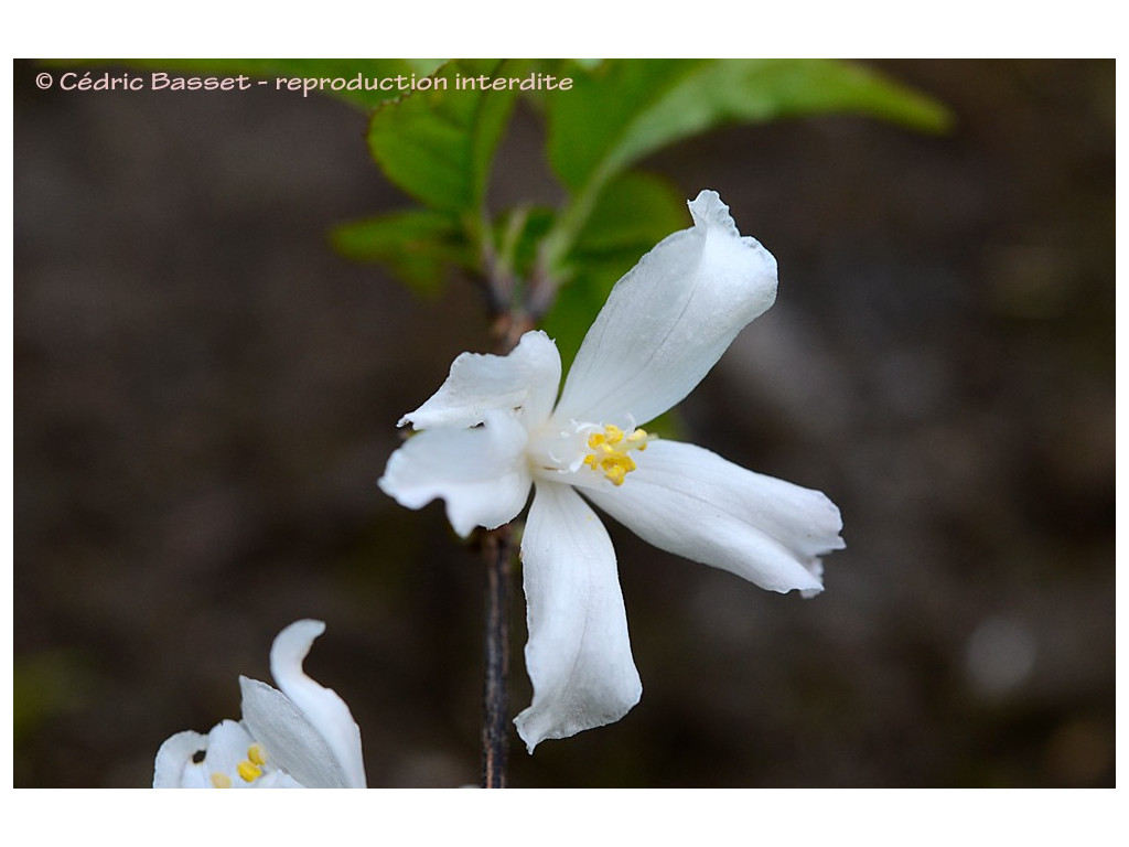 DEUTZIA BARONIANA KR4671