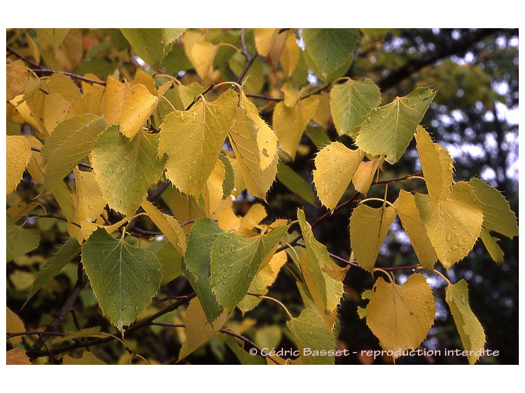 TILIA HENRYANA 'ARNOLD SELECT'