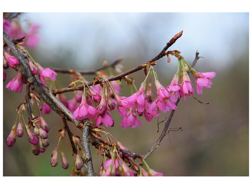 PRUNUS CAMPANULATA PRUNUS CAMPANULATA