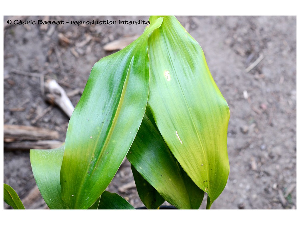 ASPIDISTRA sp. nova 'PHA-HOM POK-ADOT' BSWJ6645 ASPIDISTRA sp. nova 'PHA-HOM POK-ADOT' BSWJ6645