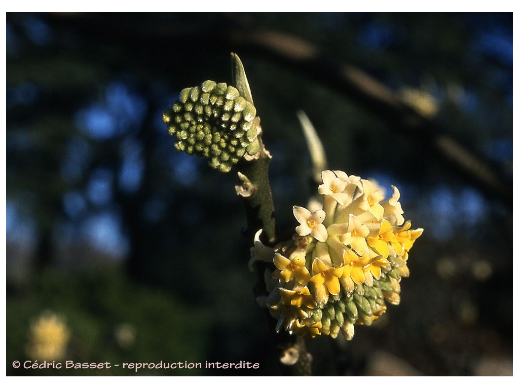 EDGEWORTHIA CHRYSANTHA EDGEWORTHIA CHRYSANTHA