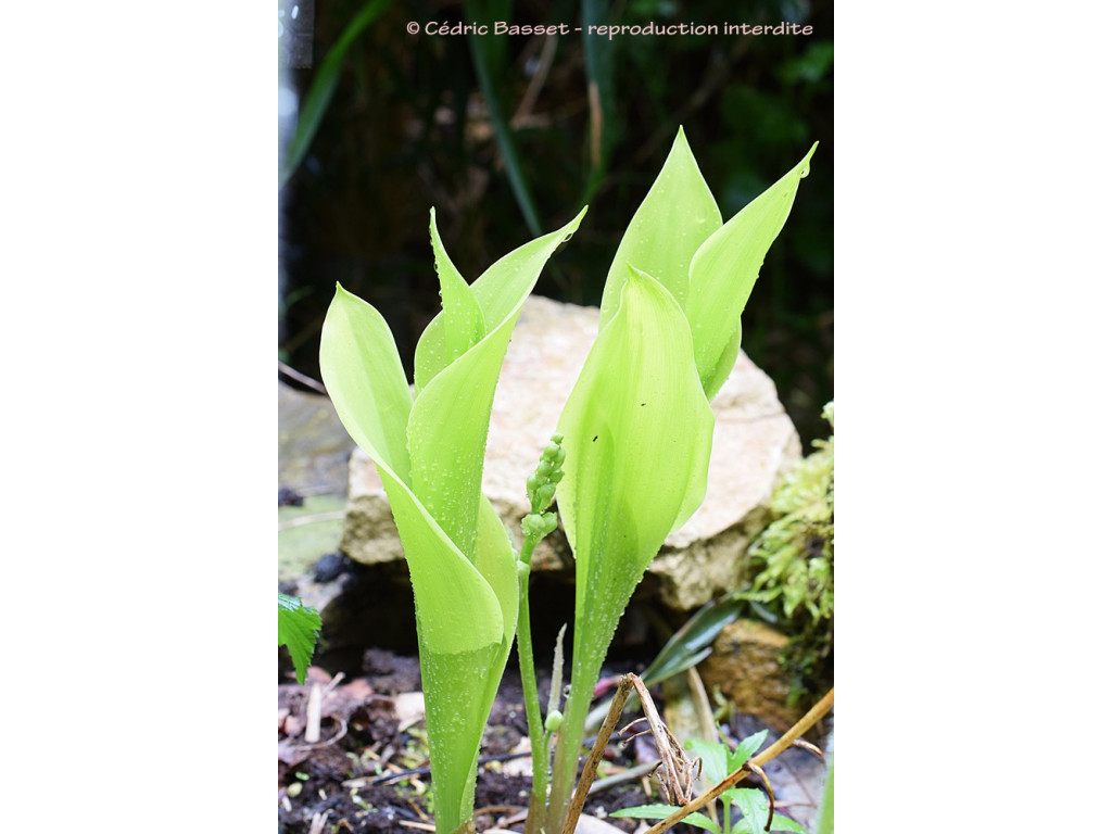 CONVALLARIA MAJALIS 'FERNWOOD GOLDEN SLIPPERS' CONVALLARIA MAJALIS 'FERNWOOD GOLDEN SLIPPERS'