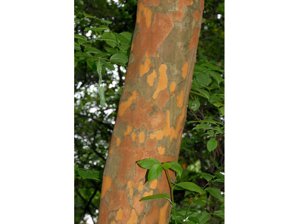 PRUNUS ZIPPELIANA PRUNUS ZIPPELIANA