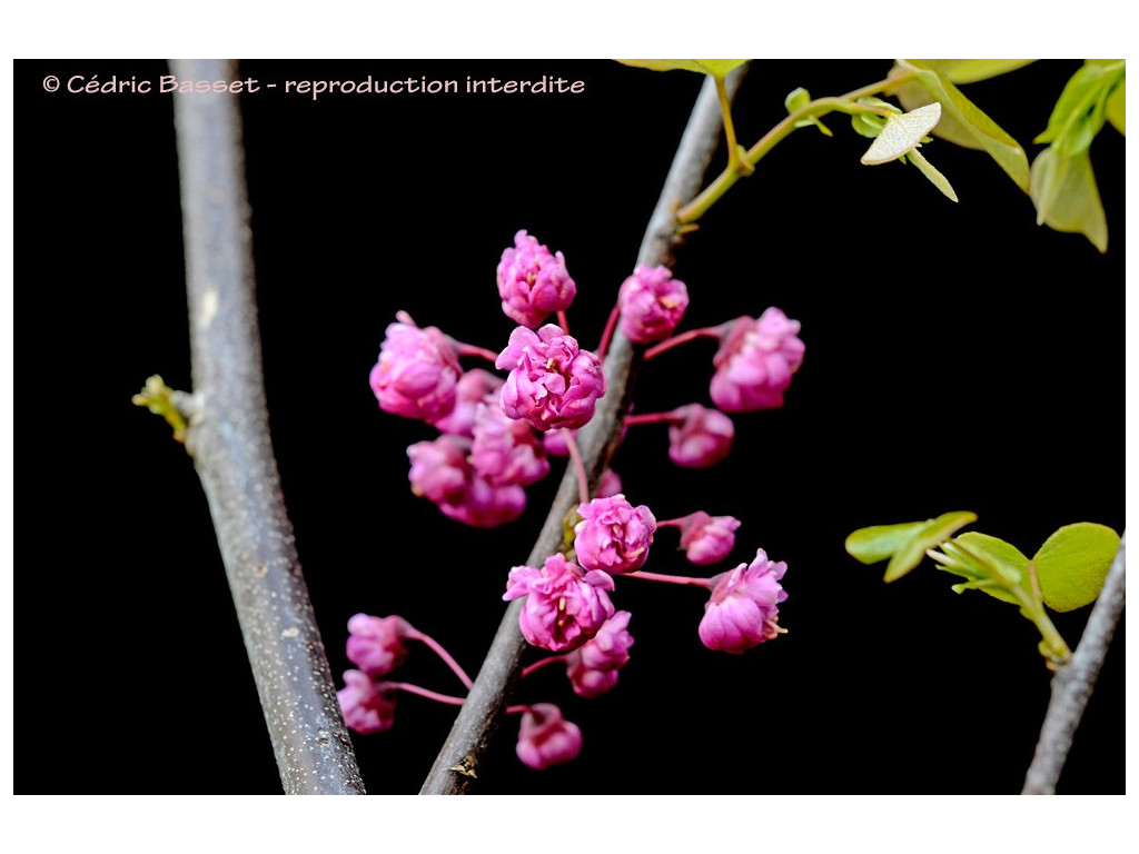 CERCIS CANADENSIS 'PINK POM POMS'